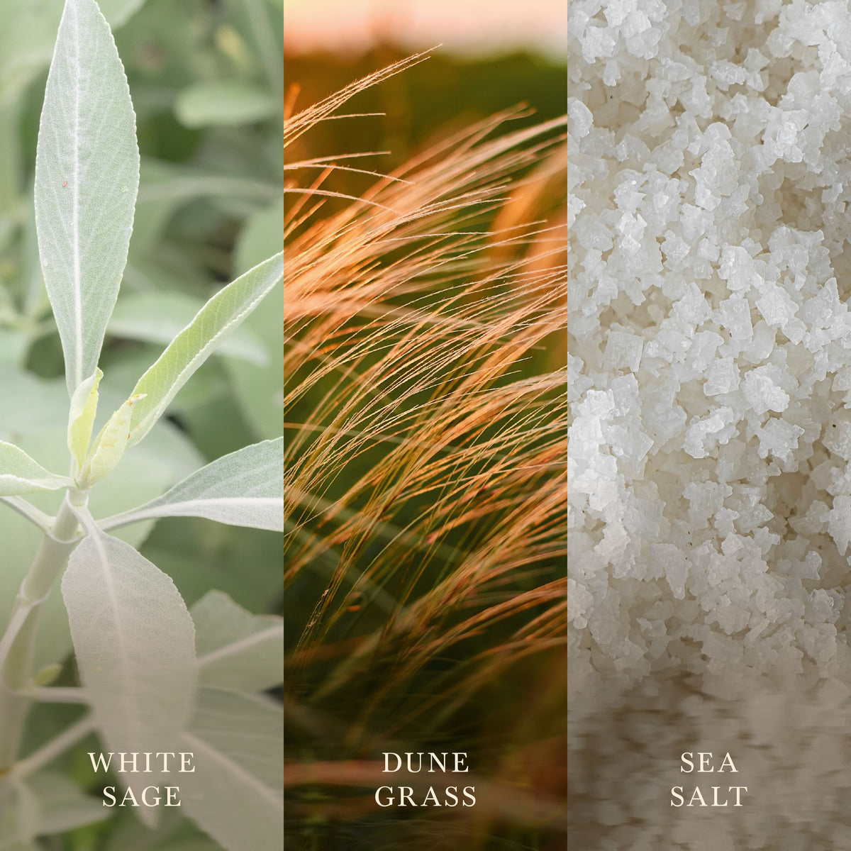 Sagewood & Seagrass