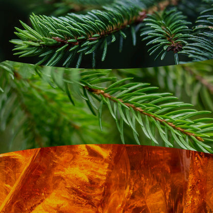 Frasier fir