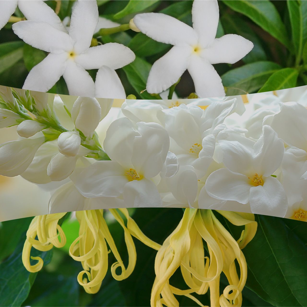 Solar Orchid